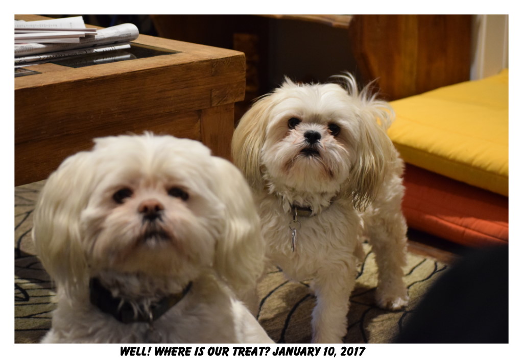 Ziggy and Nina looking for a treat