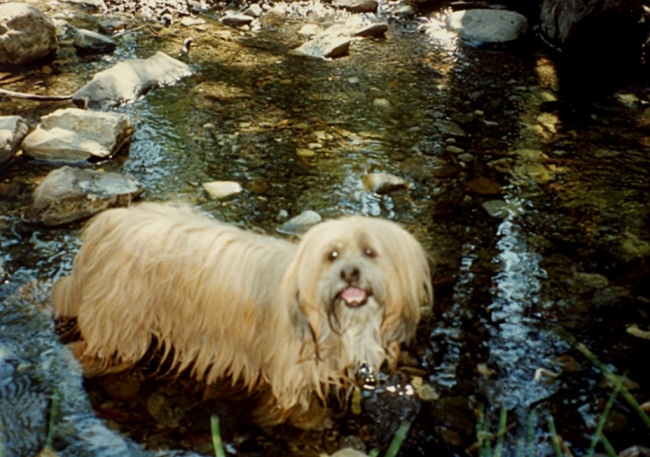 Sherpa cooling off