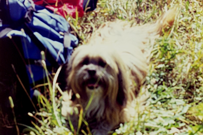 Sherpa at Ribbon Creek 1997