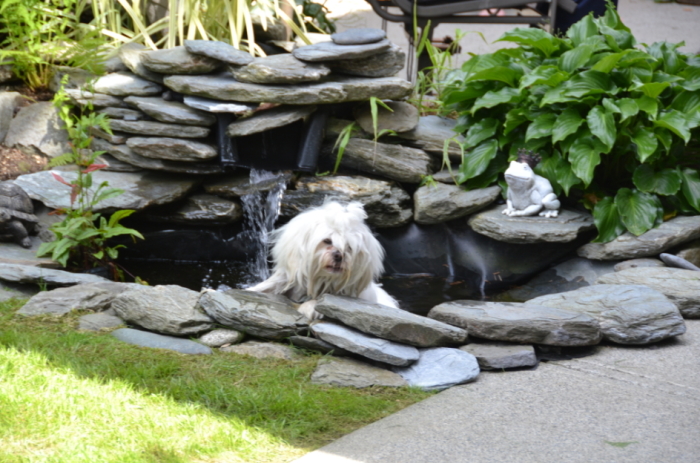 Ziggy in Fish Pond